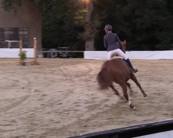 Reitturnier Buchenhof-Ibbenbüren 2019