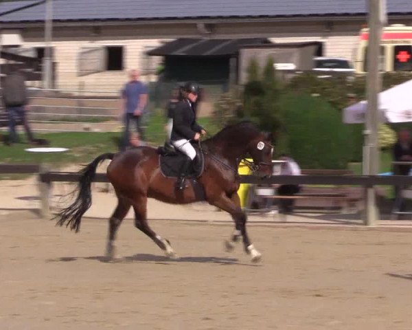 Reitturnier Buchenhof-Ibbenbüren 2019