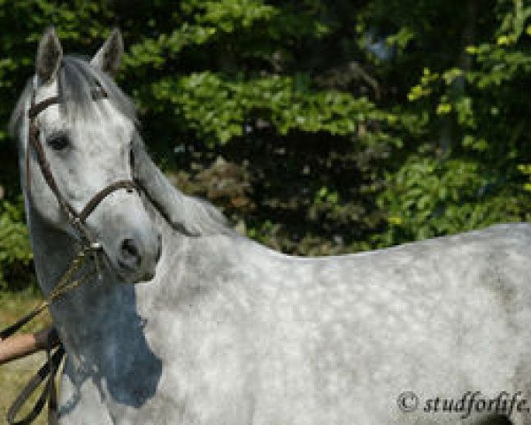 stallion Opium de Talma (Selle Français, 2002, from Carthago)