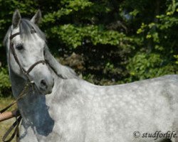 stallion Opium de Talma (Selle Français, 2002, from Carthago)