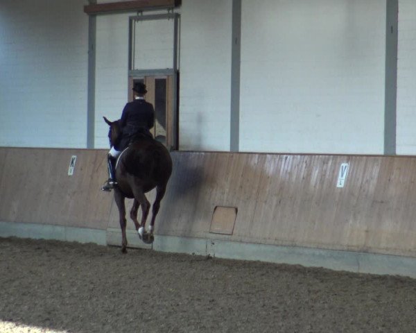 Reitturnier Gut Hohenkamp / Dorsten 2019