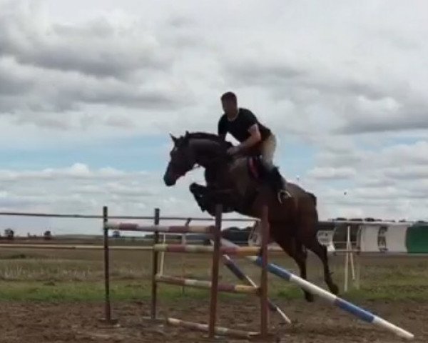 Springpferd Lui King (Deutsches Sportpferd, 2010, von Leo von Faelz)