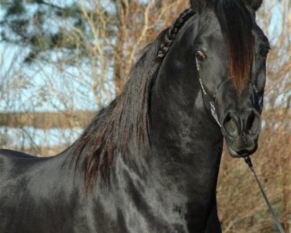 stallion PA Nafal Ibn Sharim ox (Arabian purebred, 2003, from Pasha Sharim EAO)