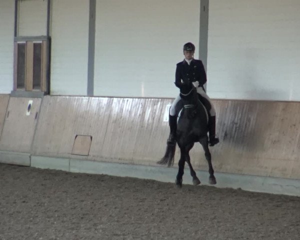 Reitturnier Gut Hohenkamp / Dorsten 2019