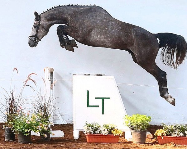 horse Tatabra Cadillac (Argentinian horse, 2012, from Milano de Flore)