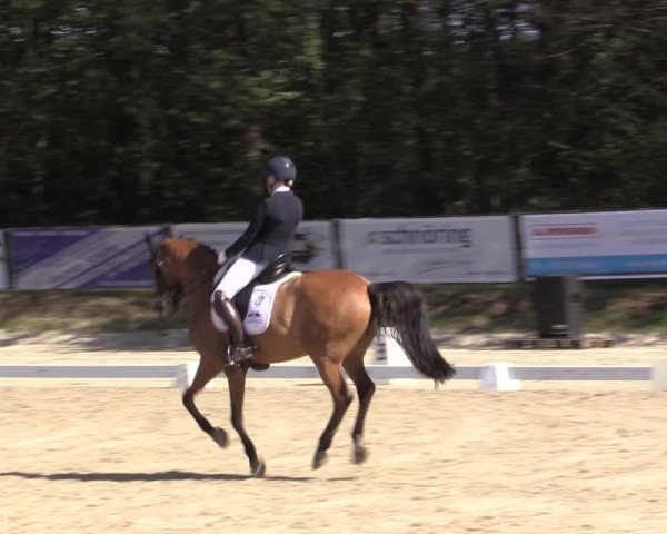 Reitturnier Meinerzhagen 2019