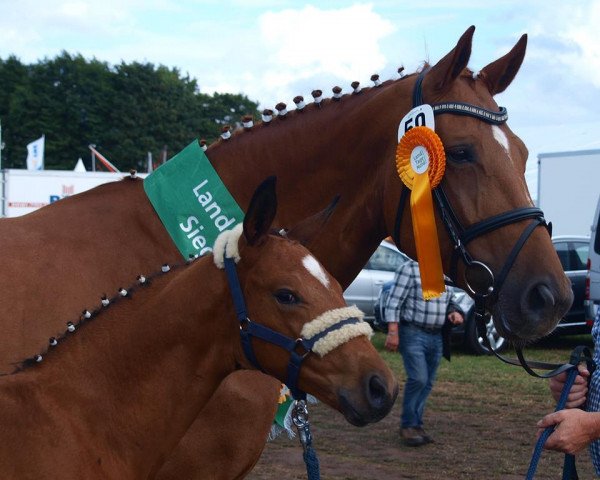 broodmare Wolke JM (Hanoverian, 2004, from Wolkentanz I)