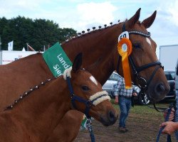 broodmare Wolke JM (Hanoverian, 2004, from Wolkentanz I)