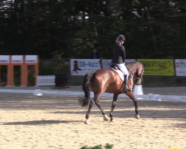 Reitturnier Meinerzhagen 2019