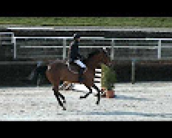 Springpferd Angelo Mail (Selle Français, 2010, von Fergar Mail)