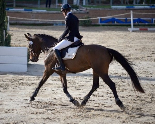 horse Carisma Mail (Selle Français, 2012, from Alligator Fontaine)