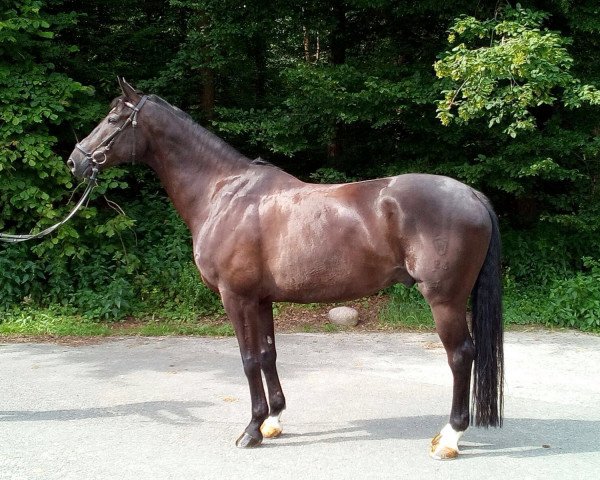 dressage horse Four Cent (Westphalian, 2009, from Fifty Cent) dressage horse Four Cent (Westphalian, 2009, from Fifty Cent)