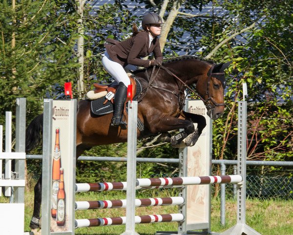 Springpferd Corlino 7 (Oldenburger, 2010, von Corlensky G)