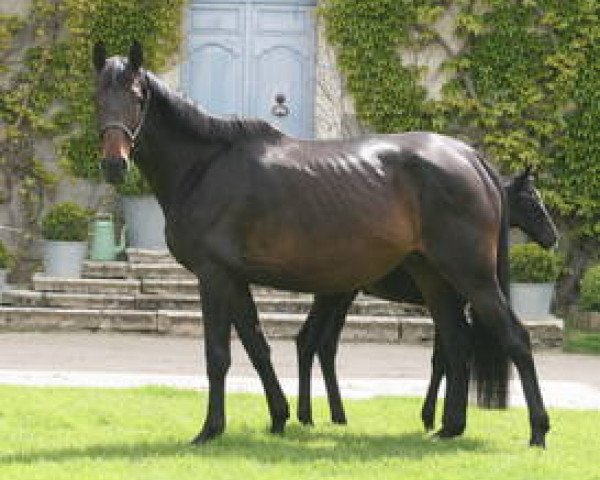 broodmare Varnalisa Mail (Selle Français, 2009, from Kalaska de Semilly)