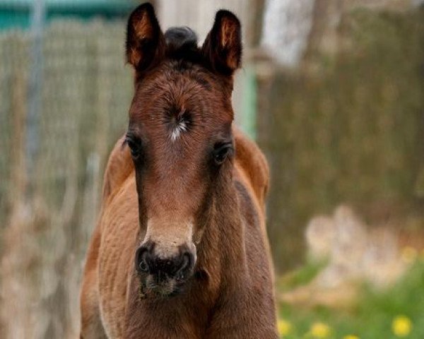 broodmare Donnerlinchen (Oldenburg, 2015, from Don Index) broodmare Donnerlinchen (Oldenburg, 2015, from Don Index)