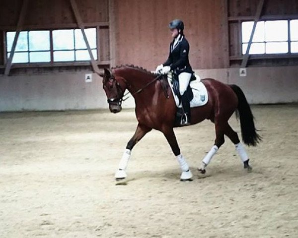 horse Berny (Bavarian, 2010, from Balesteros)