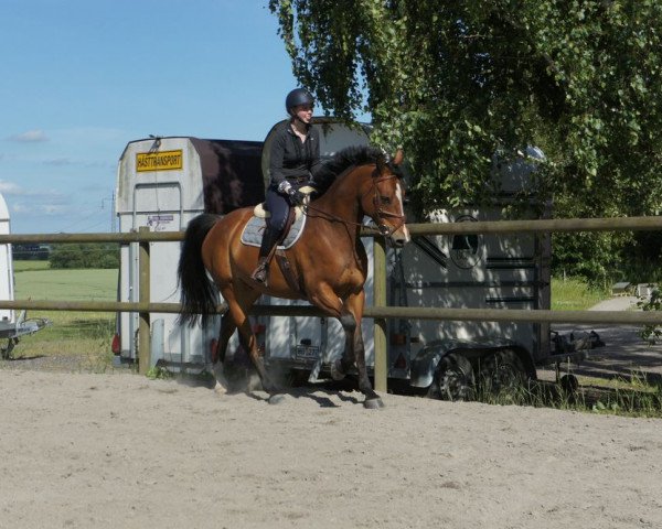 Pferd Vilar Mail (Selle Français, 2009, von Quite Easy I)
