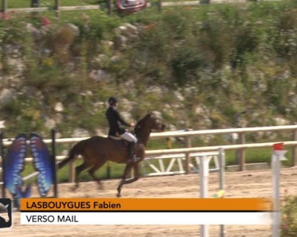 Pferd Verso Mail (Selle Français, 2009, von Quarto Mail)