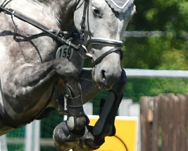 jumper Sir Shutterfly's Hilde (Hanoverian, 2009, from Sir Shutterfly)