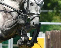 jumper Sir Shutterfly's Hilde (Hanoverian, 2009, from Sir Shutterfly)