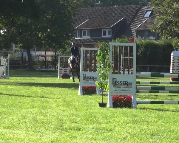 Reitturnier Würselen-Pley 2019