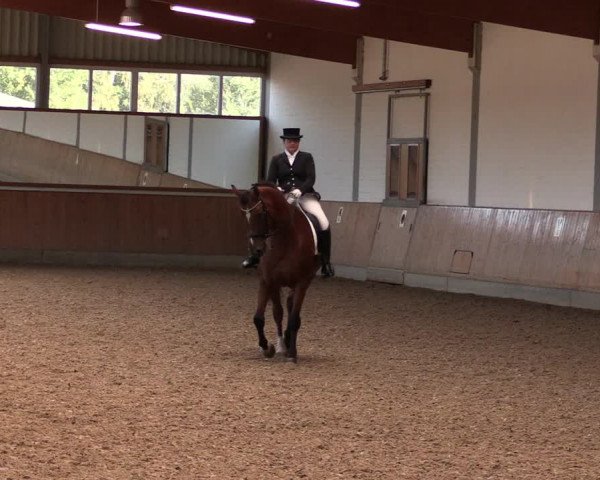 Reitturnier Gut Hohenkamp / Dorsten 2019