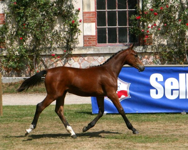 horse Gina Mail (Selle Français, 2016, from Singular Ls La Silla)