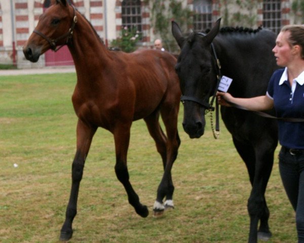 horse Gaylor Mail (Selle Français, 2016, from Catchar Mail) horse Gaylor Mail (Selle Français, 2016, from Catchar Mail)