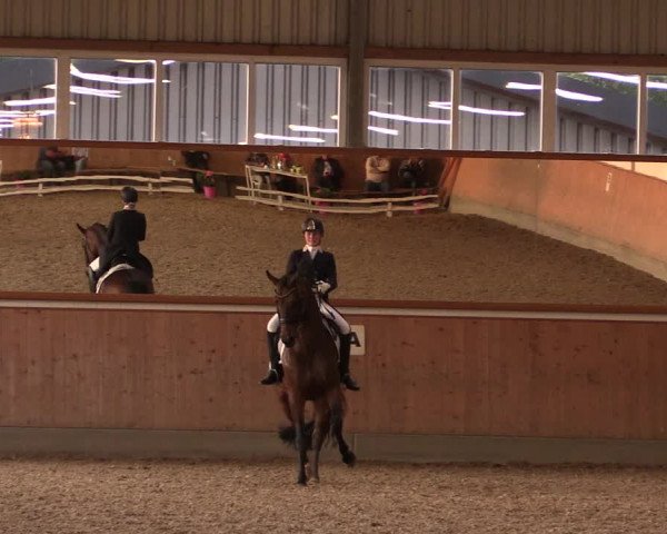 Reitturnier Gut Hohenkamp / Dorsten 2019
