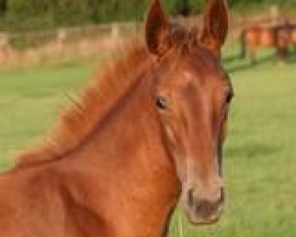 horse Frimar Mail (Selle Français, 2015, from Stakkato)