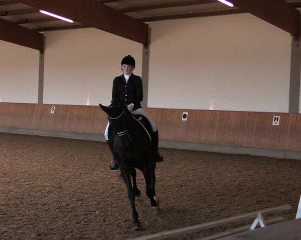 Reitturnier Gut Hohenkamp / Dorsten 2019