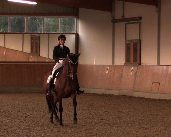 Reitturnier Gut Hohenkamp / Dorsten 2019