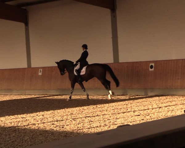 Reitturnier Gut Hohenkamp / Dorsten 2019