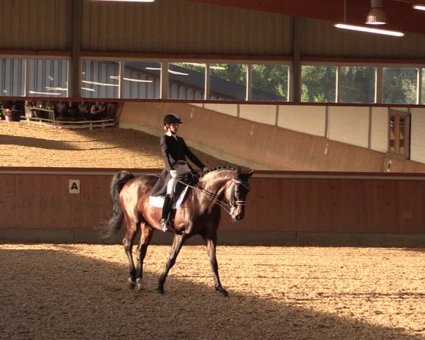 Reitturnier Gut Hohenkamp / Dorsten 2019