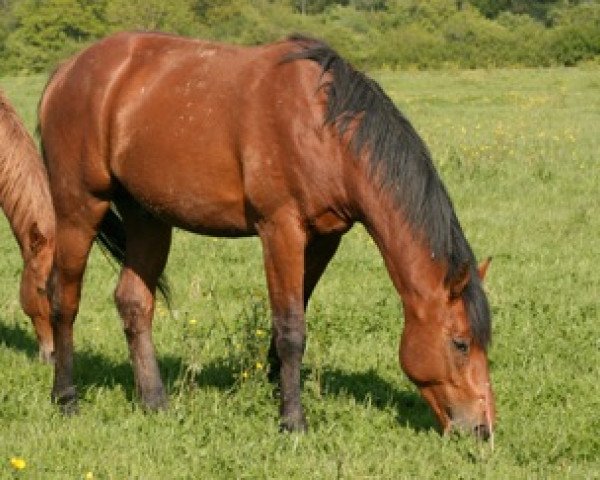 horse Bogar Mail (Selle Français, 2011, from Lando)