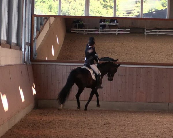 Reitturnier Gut Hohenkamp / Dorsten 2019