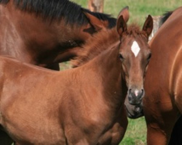 broodmare Ulena Imperio Egipcio (Selle Français, 2008, from Quidam de Revel)