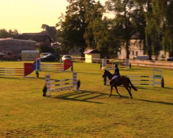 Reitturnier Altmittweida 2019
