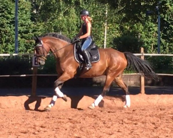 jumper Carina 511 (KWPN (Royal Dutch Sporthorse), 2007, from Ad Unaniem)