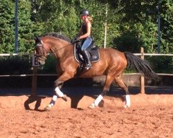 jumper Carina 511 (KWPN (Royal Dutch Sporthorse), 2007, from Ad Unaniem)
