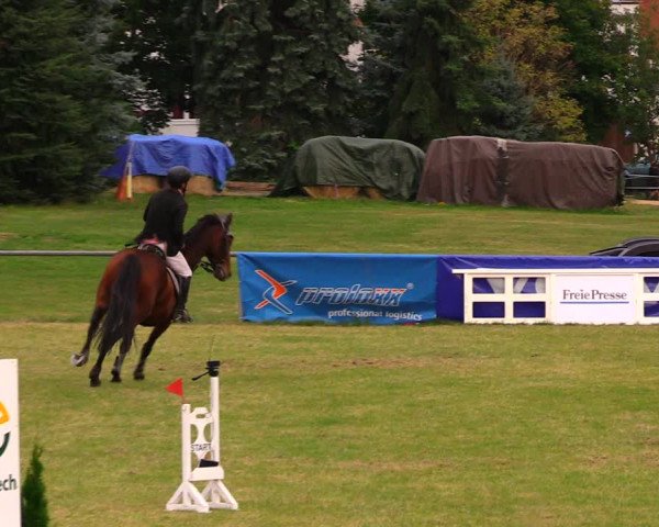Reitturnier Altmittweida 2019