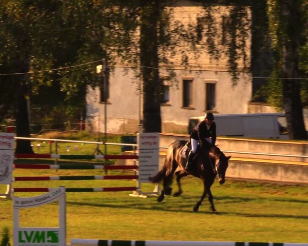Reitturnier Altmittweida 2019