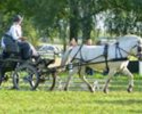 broodmare Perlemor (Fjord Horse, 2008, from Østerskov's Gulliver)