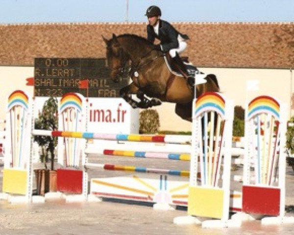 jumper Shalimar Mail (Selle Français, 2006, from Quite Easy I)