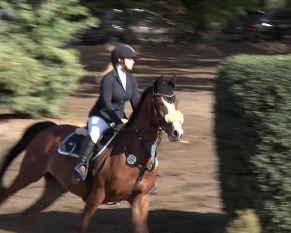 Reitturnier Berlin-Rudow 2019
