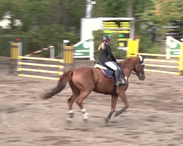 Reitturnier Berlin-Rudow 2019