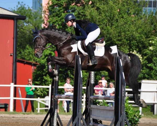 jumper Utamaro Mail (Selle Français, 2008, from Iowa)