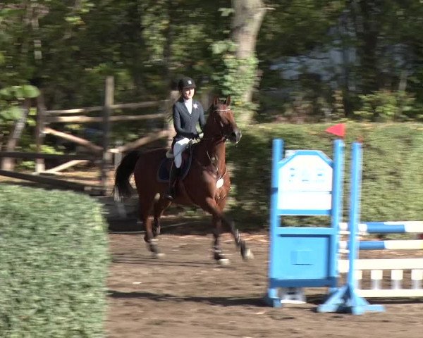 Reitturnier Berlin-Rudow 2019