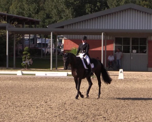 Reitturnier Gut Hohenkamp / Dorsten 2019
