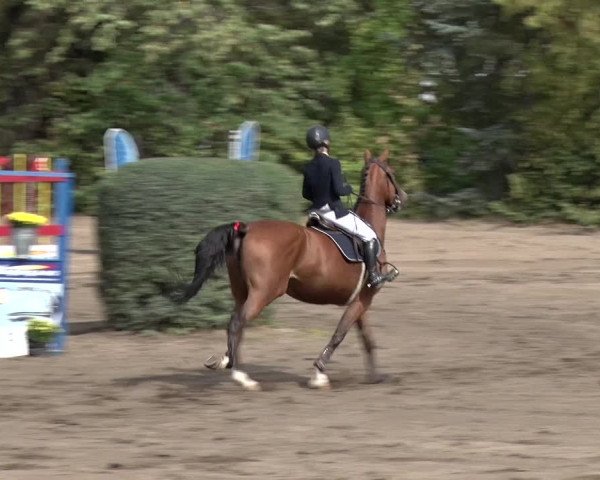 Reitturnier Berlin-Rudow 2019